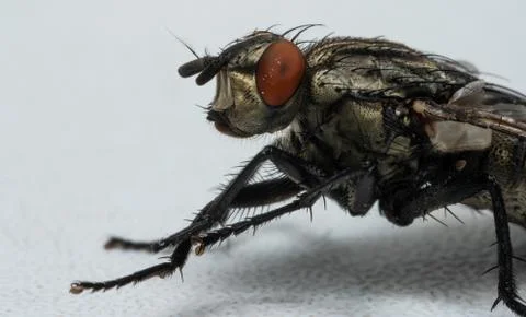 Macro photo of a fly as a background Stock Photos