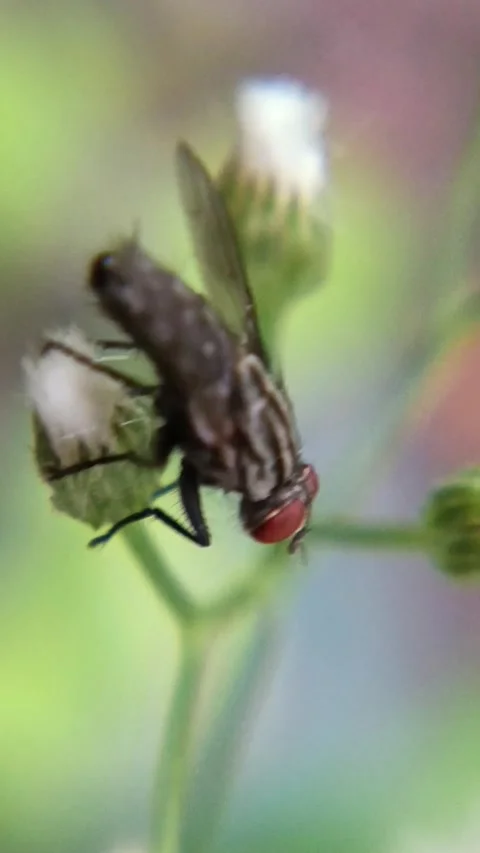 Macro photo of a fly hanging out on a branch portrait background Stock Footage 328203792