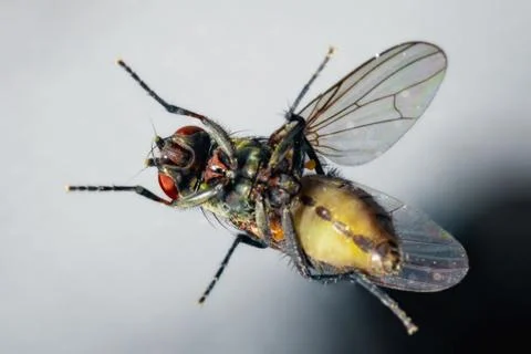 Macro photo of a fly. Stock Photos