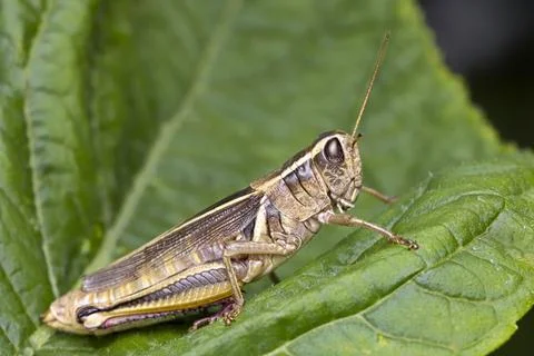 Macro photo of a grasshopper. Stock Photos