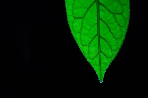 Macro photo of green leaf Stock Photos