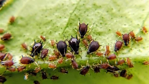 Macro photo of a group of aphids of various ages colonizing on a citrus lea.. Stock Photos