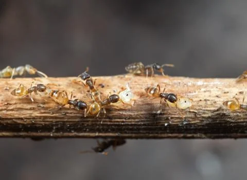 Macro Photo of Group of Tiny Ants Carrying Pupae and Running on Stick, Teamwo Stock Photos