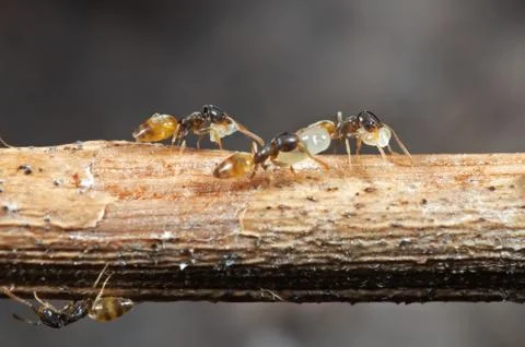 Macro Photo of Group of Tiny Ants Carrying Pupae and Running on Stick, Teamwo Stock-Fotos