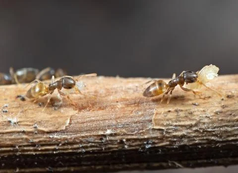 Macro Photo of Group of Tiny Ants Carrying Pupae and Running on Stick, Teamwo Stock Photos