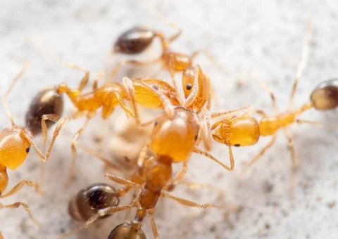 Macro Photo of Group of Tiny Ants Help Each Other to Transport Food Photos