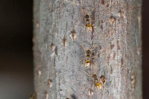 Macro Photo of Group of Tiny Ants Running on Stick Stock Photos