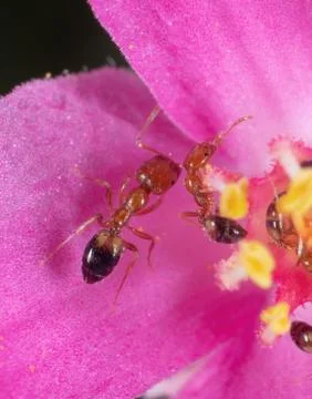 Macro Photo of Group of Tiny Ants on Pink Petal Flower Stock Photos