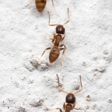 Macro Photo of Group of Tiny Ants are Climbing on The White Wall Stock Photos