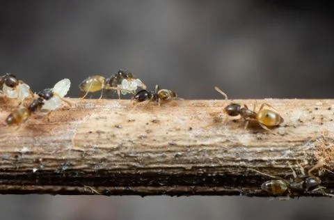 Macro Photo of Group of Tiny Ants Carrying Pupae and Eggs on Stick Photos