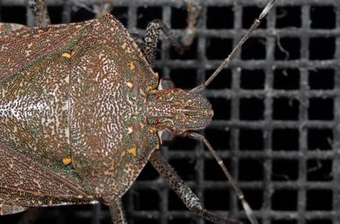 Macro Photo of Head of Shield Bug Isolated on Background Photos