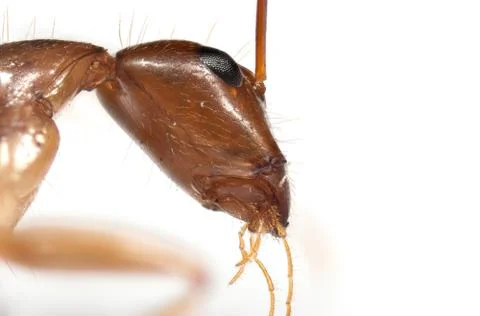 Macro Photo of Head of Tiny Ant Isolated on White Background Stock Photos