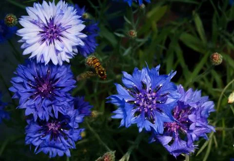 A macro photo of a Hoverfly hovering over a beautiful Cornflower Stock Photos