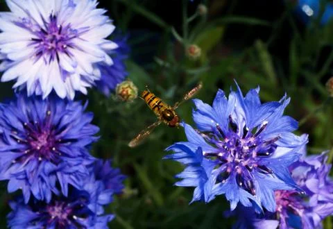A macro photo of a Hoverfly hovering over a beautiful Cornflower Stock Photos