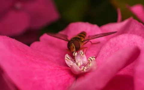 A macro photo of a Hoverfly on a pink Hydrangea flower Stock Photos