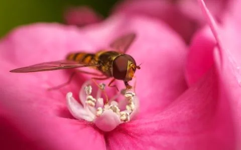A macro photo of a Hoverfly on a pink Hydrangea flower Stock Photos