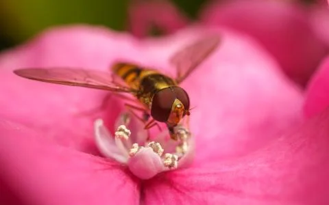 A macro photo of a Hoverfly on a pink Hydrangea flower Stock Photos