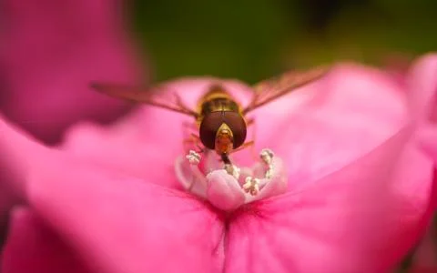 A macro photo of a Hoverfly on a pink Hydrangea flower Stock Photos
