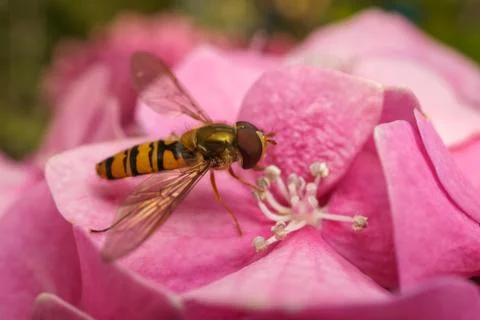A macro photo of a Hoverfly on a pink Hydrangea flower Stock Photos