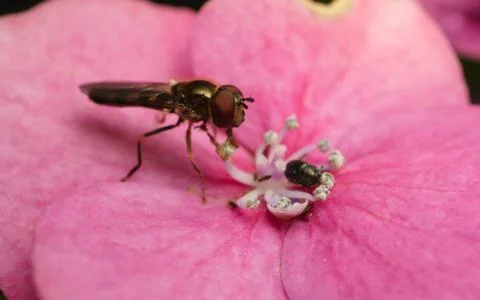 A macro photo of a Hoverfly on a pink Hydrangea flower Stock Photos