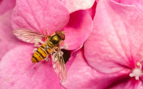 A macro photo of a Hoverfly on a pink Hydrangea flower Stock Photos