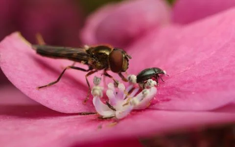 A macro photo of a Hoverfly on a pink Hydrangea flower Stock Photos