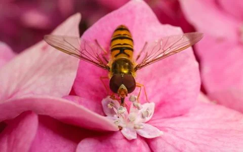 A macro photo of a Hoverfly on a pink Hydrangea flower Stock Photos