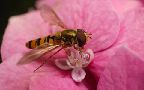 A macro photo of a Hoverfly on a pink Hydrangea flower Stock Photos
