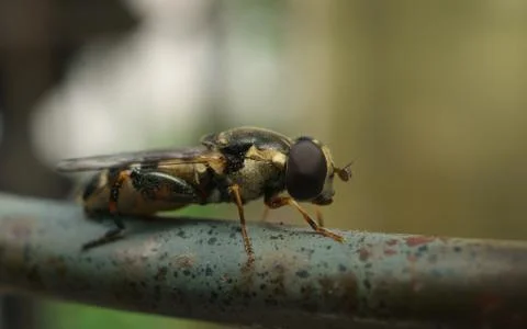 A macro photo of a Hoverfly on a rail Stock Photos