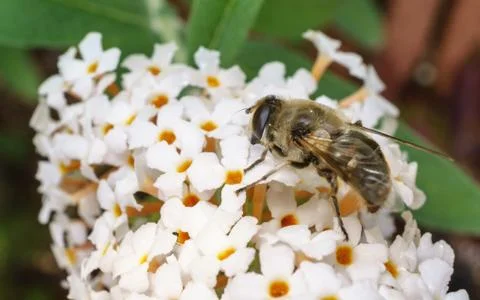 A macro photo of a Hoverfly on a white Buddleja flower Stock Photos
