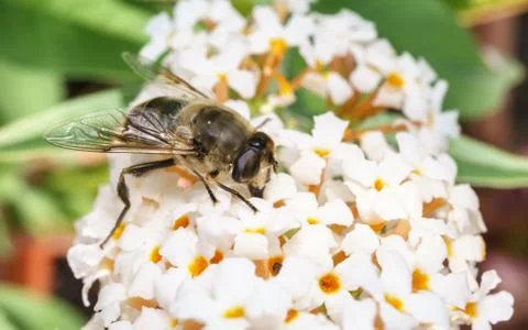 A macro photo of a Hoverfly on a white Buddleja flower Stock Photos