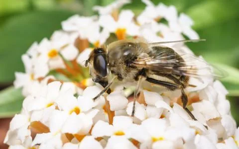 A macro photo of a Hoverfly on a white Buddleja flower Stock Photos