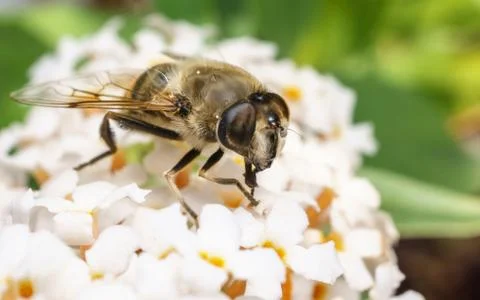 A macro photo of a Hoverfly on a white Buddleja flower Stock Photos