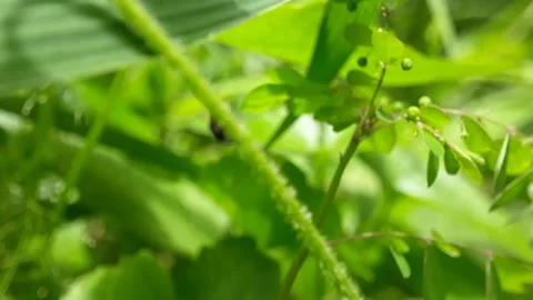 Macro photo of Ladybug on green grass. Macro of leaves and insects of the world Stock Footage 219845899