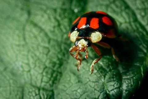 Macro photo of a ladybug. Stock Photos