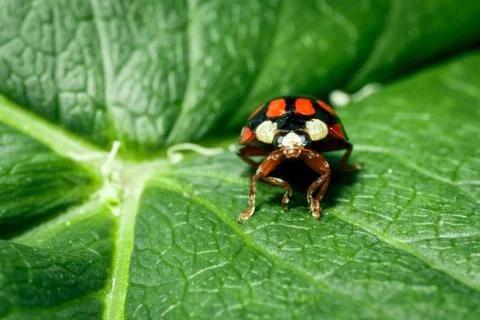 Macro photo of a ladybug. Stock Photos
