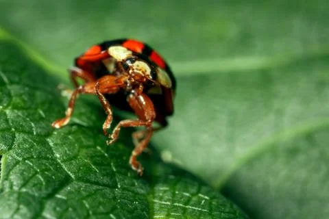 Macro photo of a ladybug. Stock Photos