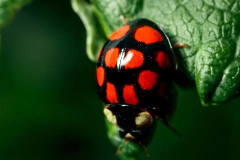 Macro photo of a ladybug. Stock Photos