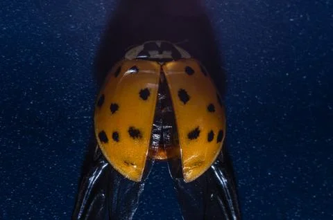 Macro photo of a ladybug Stock Photos