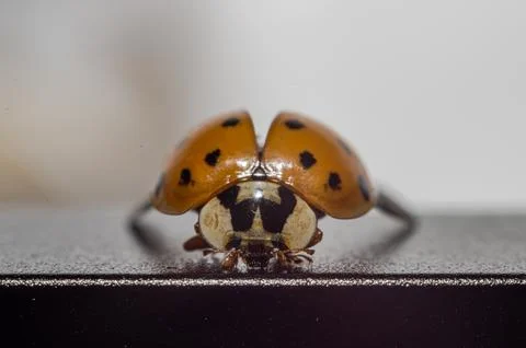 Macro photo of a ladybug Stock Photos