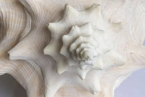 Macro photo of a large seashell. Stock Photos