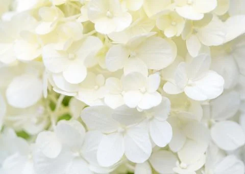 Macro photo, large white hydrangea blossoms nature background Stock Photos