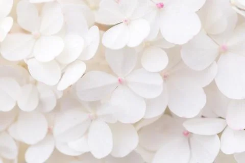 Macro photo, large white hydrangea blossoms nature background Foto stock