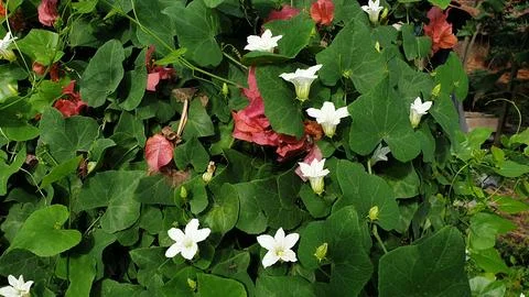 Macro photo leaf and flower plant fresh green nature Stock Photos