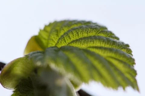 Macro photo of a leaf of a hazelnut tree Stock Photos