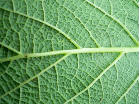 Macro photo of leaf Stock Photos