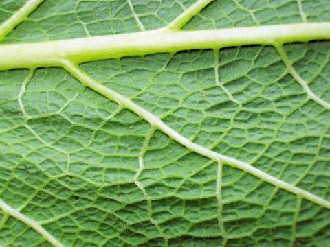 Macro photo of leaf Foto stock