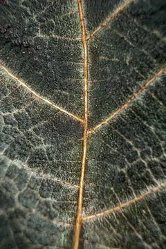Macro Photo of Leaf Texture with Central Vein Stock Photos