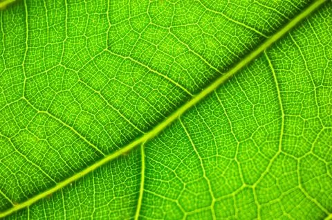 Macro Photo of Leaf Texture Ficus lyrata, commonly known as fiddle-leaf, is.. Stock Photos