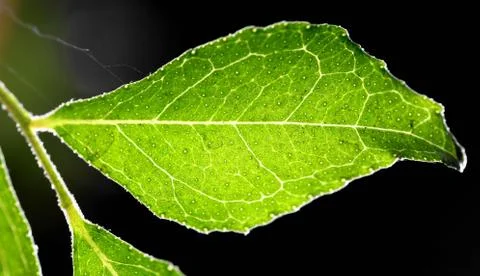 Macro photo of a lemon leaf Stock Photos